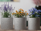 Chậu Cây Decor Mùa Xuân Họa Tiết Hoa
