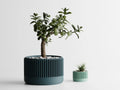 Chậu Cây Gân Delta – Planter 1